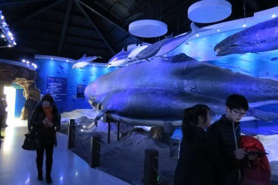 Qingdao Underwater World